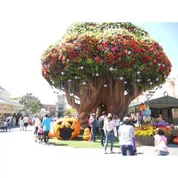 Cov ntoo loj nyob hauv Everland Theme Park